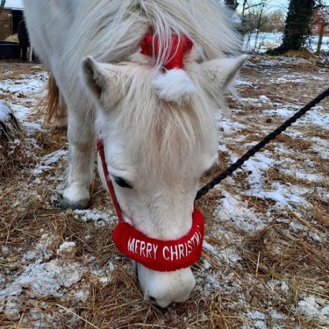 Pedersmindes Katarina