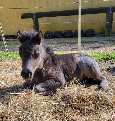 Bådsgårds Afrodite