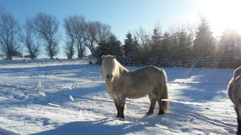 Bakkegårdens Jackson i sneen