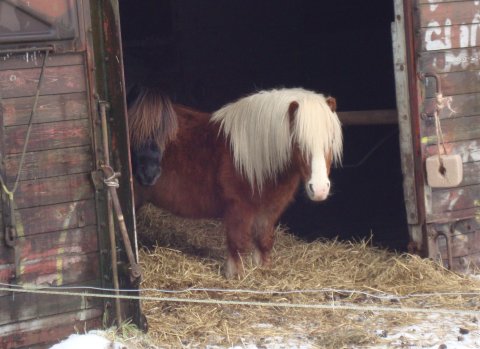 Bådsgårds Bacardi og Tøttrups Benzon SH 704