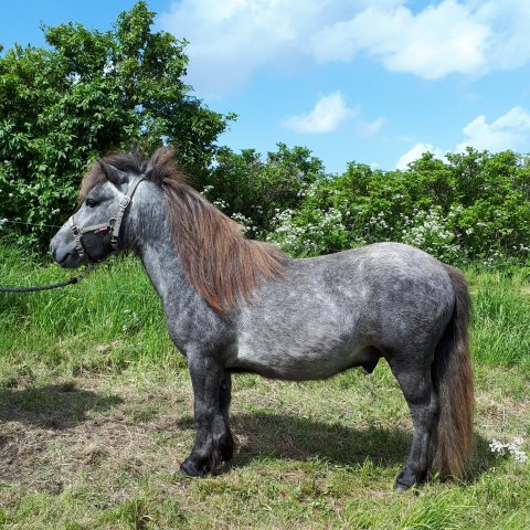 Bådsgårds Boba - 2 år