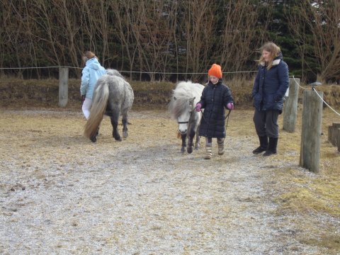 Træning til Unghesteskue 3