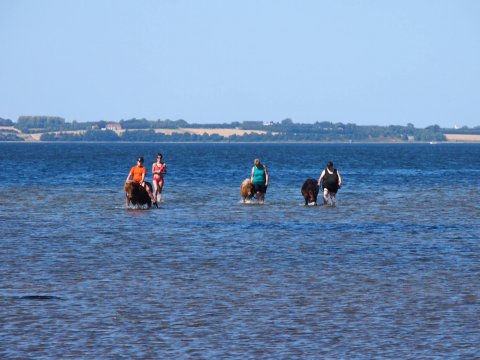 Badedag ved Bådsgårds vig 2015