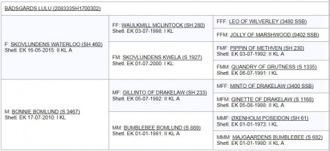 Bådsgårds Lulu's afstamning