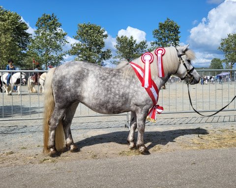Bådsgårds Juvel - Landsskuets bedste 3 års hoppe 2023