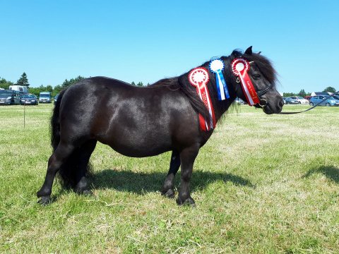 Bådsgårds Diva til Lemvig Dyrskue 2018
