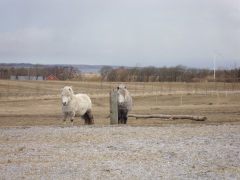 Tøttrups Bernadina og Bådsgårds Prins