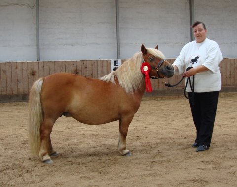 Søndervangs Babette Søndervangs Babette