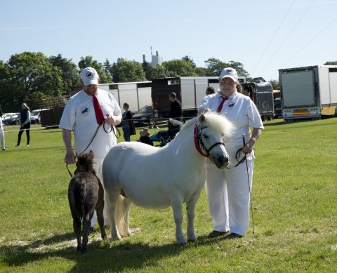 Benedikte Bomlund og føllet Bådsgårds Bonus
