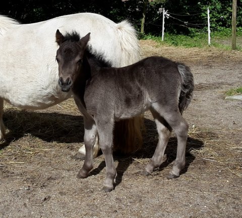 Bådsgårds Betty som føl