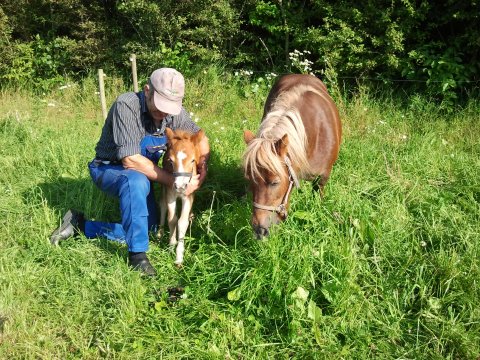Cille med føl Cille med føl