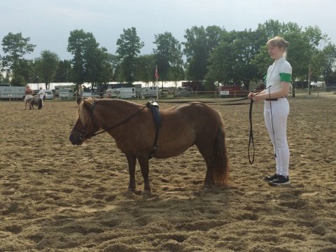 Bådsgårds Baronesse til Roskilde dyrskue 2018