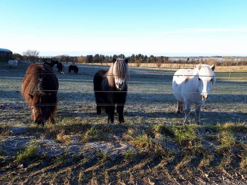 Nyder vinter frosten