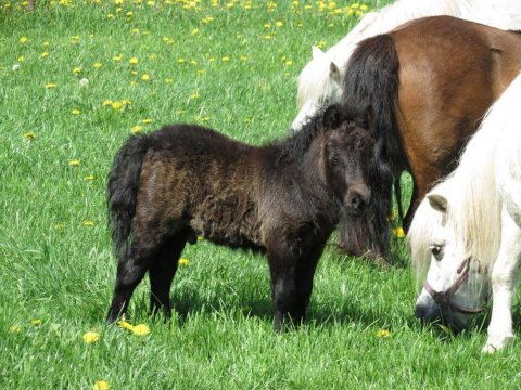 Bådsgårds Casino som føl