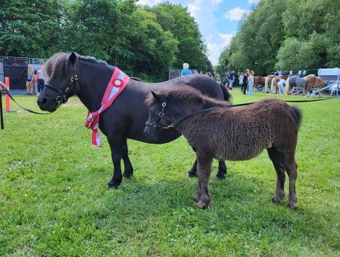 Bådsgårds Lupina og mor Bådsgårds Luco