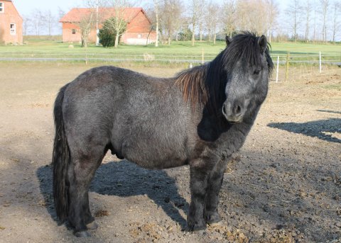 Bådsgårds Yoda - 2 år