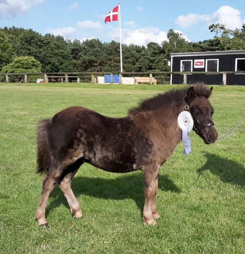 Bådsgårds Jolly med mor til kåring