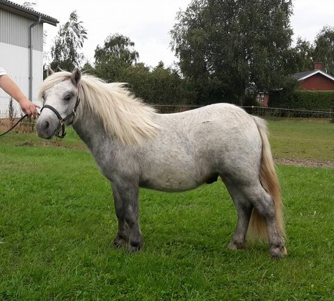 Bådsgårds Stratego