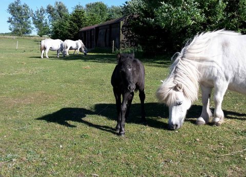 Benedikte Bomlund og føl